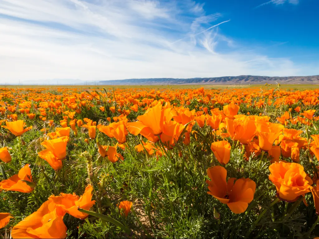 California Golden Poppies in full bloom in California's Antelope Valley