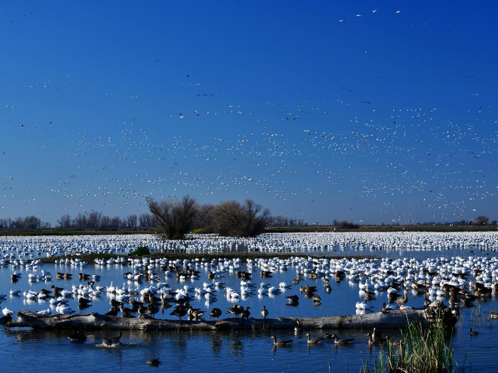 The Merced National Wildlife Refuge provides a home for nesting geese, thousands of shorebirds and small animals
