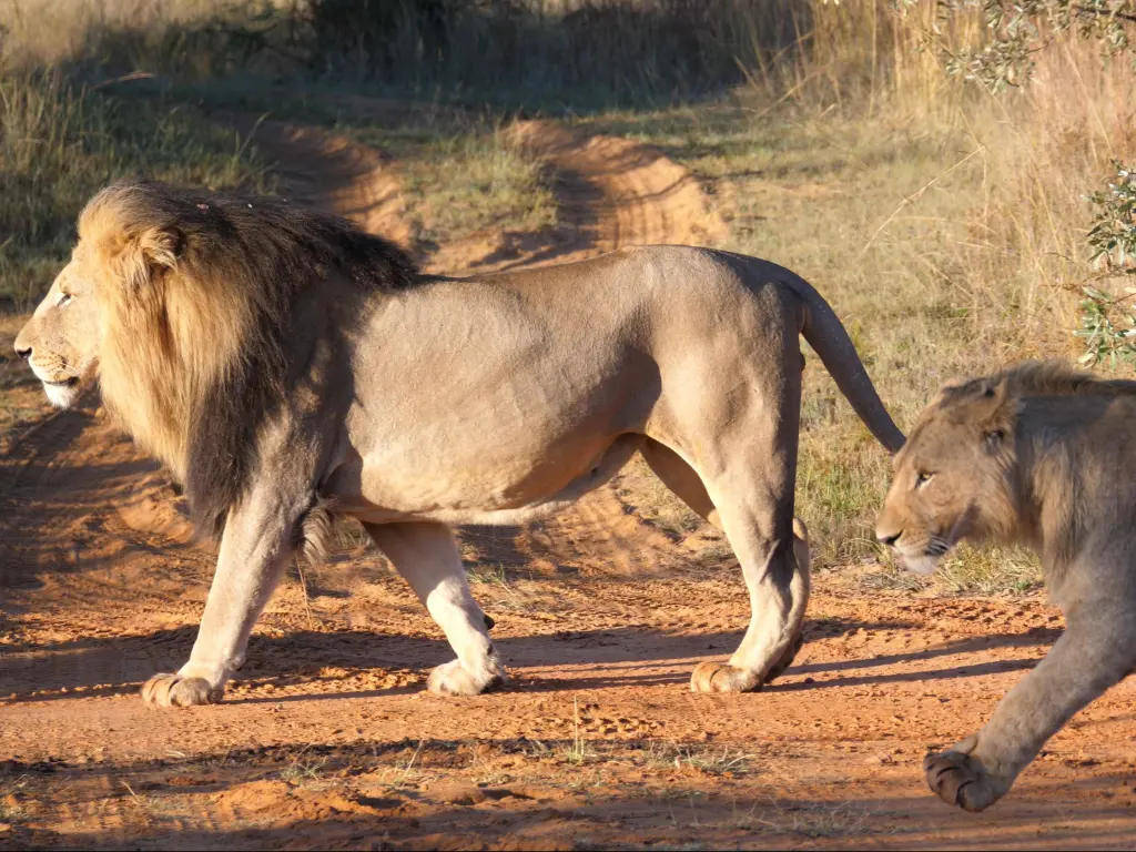 Lion couple walking away in Waterberg South Africa