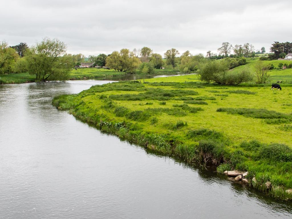 Cattle grazing near some farms during springtime on a lush green prairie next to river Boyne near Newgrange and Drogheda, in the Ancient East of Ireland.