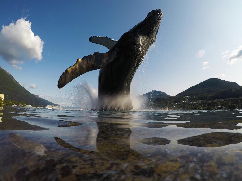 A whale jumping out of the water in Juneau Alaska with blue sky and mountains as a background