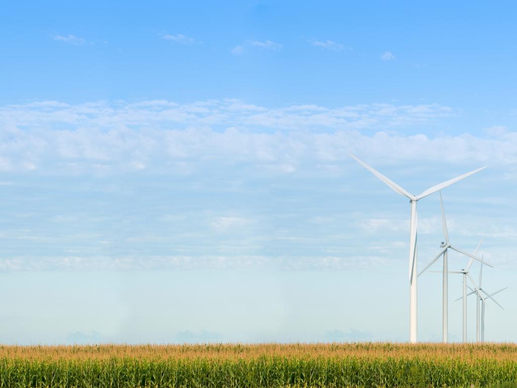 A row of windmills in the cornfield in a blue sky with uniformed blue-gray fuzzy clouds in Iowa