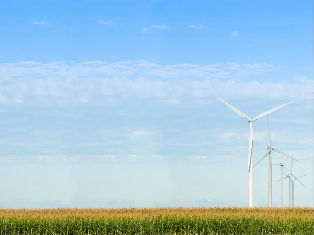 A row of windmills in the cornfield in a blue sky with uniformed blue-gray fuzzy clouds in Iowa