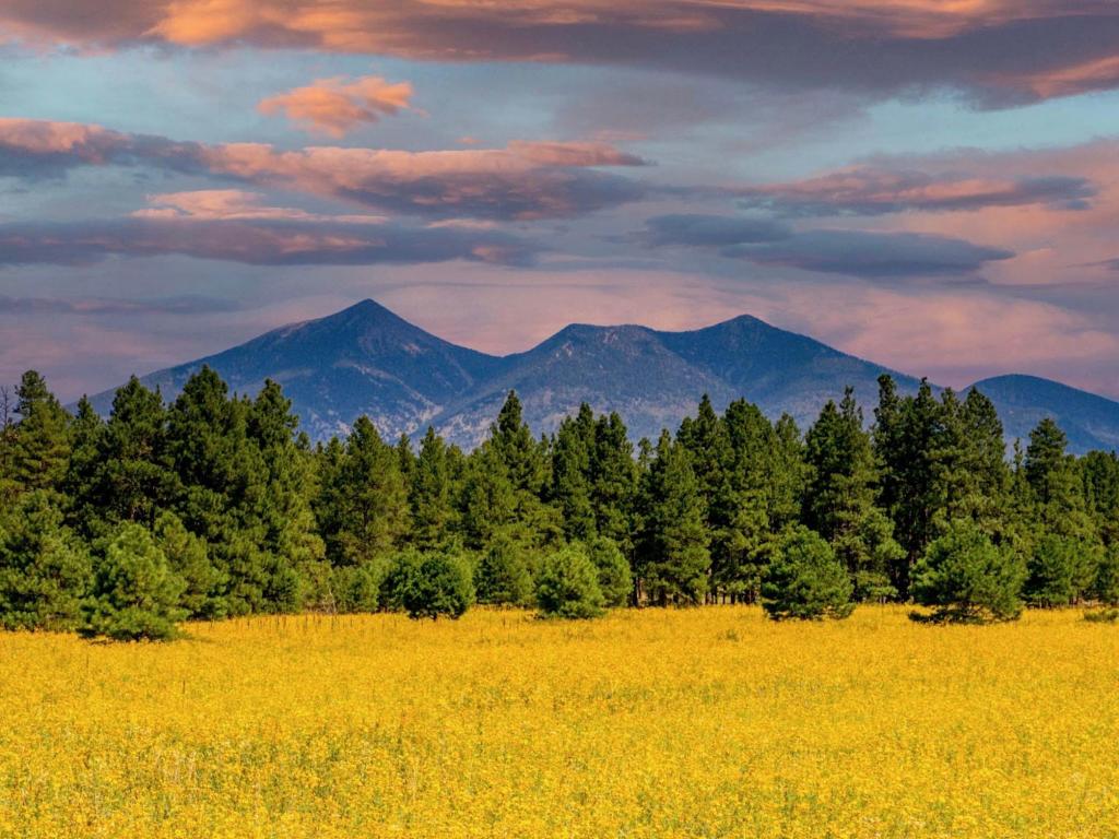 Yellow crop, green trees, mountain in the background, pink sky