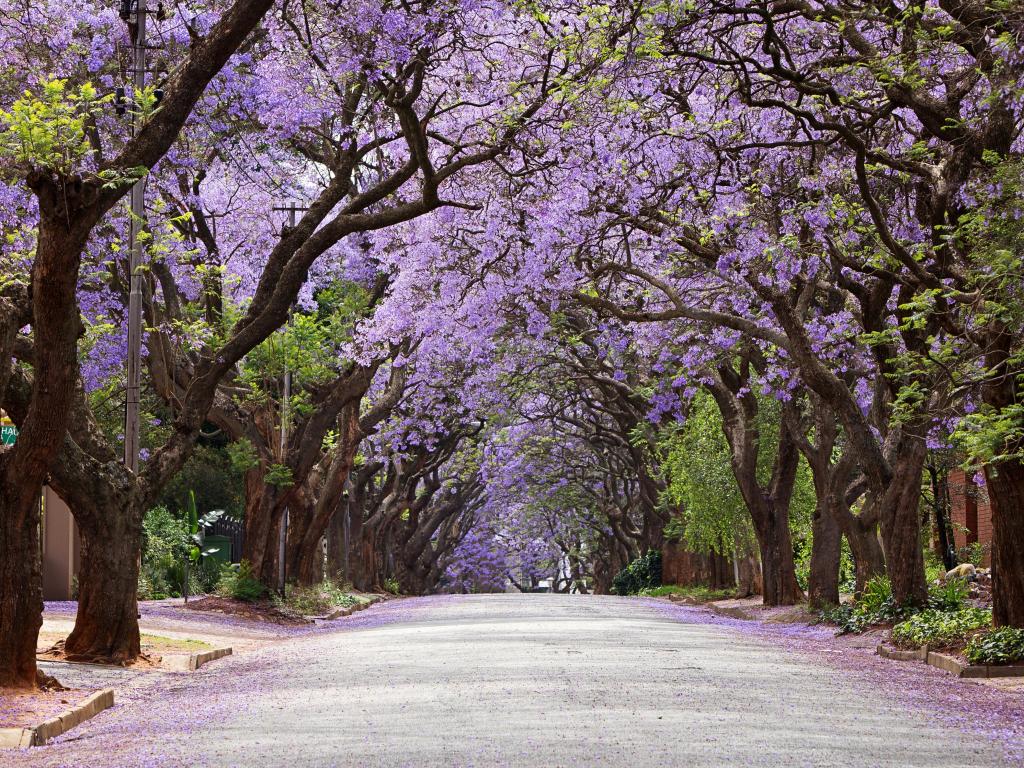 Beautiful Jacaranda trees lining a street in the city in full bloom