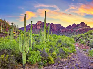 Sunrise in Sonoran Desert, with blooming Saguaros.