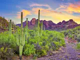 Sunrise in Sonoran Desert, with blooming Saguaros.