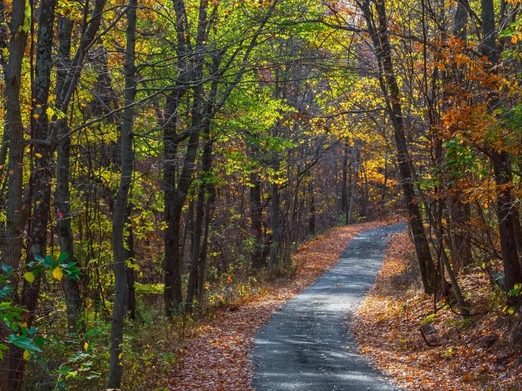 Weaving highway through fall foliage of Jenny Jump State Forest in New Jersey