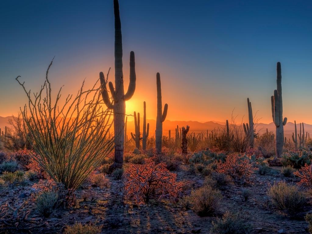 Saguaro National Park, Arizona, USA with the sun setting amongst the cactus and other desert plants in the foreground.