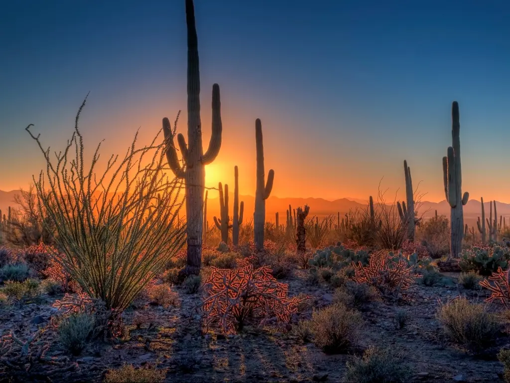 Saguaro National Park, Arizona, USA with the sun setting amongst the cactus and other desert plants in the foreground.