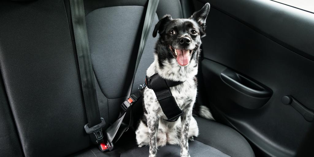 Black and white dog with tongue sticking out is strapped into a car with a pet car seat