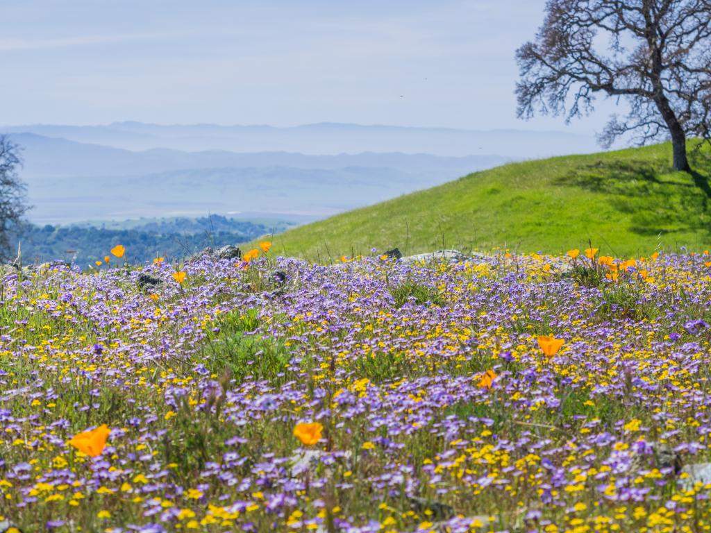 Field of colorful wildflowers in the hills of Henry W. Coe State Park, California